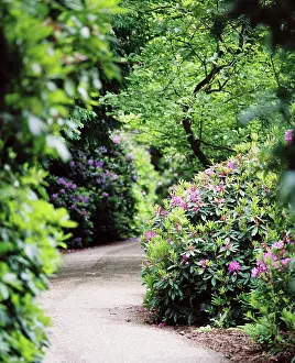 Witley: Flowering rhodedendrons