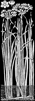 Lilley: Flowering Rush