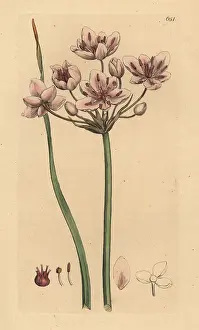 Umbellatus: Flowering rush, Butomus umbellatus