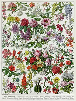 Encyclopedia: Flowering shrubs