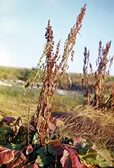 Vainstein: Flowering sorrel, 1976
