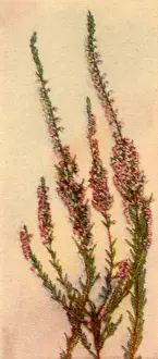 Stems: Thin Flowering Stems