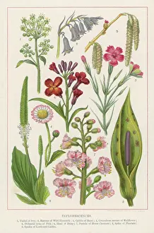 Catkin: FLOWERS