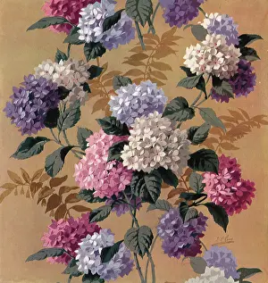 Hydrangea: Flowers
