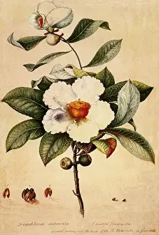 Acorns: Flowers and Acorns
