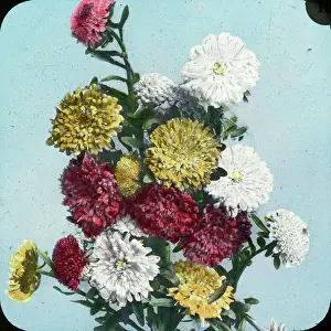 Aster: Flowers - Asters