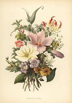 Hibiscus: Flowers from Bombay, India