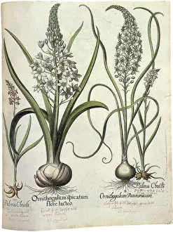 Bulbs: Flowers From Bulbs