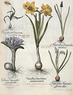 Bulbs: Flowers and Bulbs