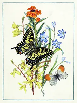 Cynthia: Flowers and Butterflies