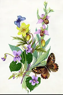 Cynthia: Flowers and Butterflies