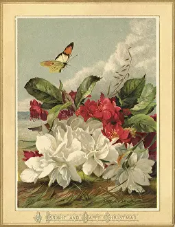 Klein: Flowers and Butterfly
