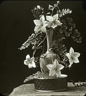 Campanula: Flowers - Campanula