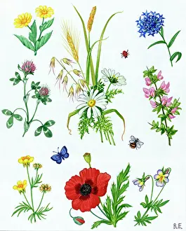 Buttercup: Flowers of the Cornfield - corn marigold etc