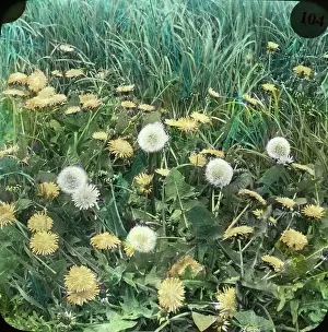 Dandelions: Flowers - Dandelion