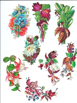 Fuchsia: Flowers and foliage on eight Victorian scraps