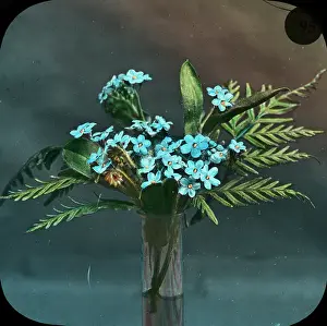 Forget Me Not: Flowers - Forget-me-not