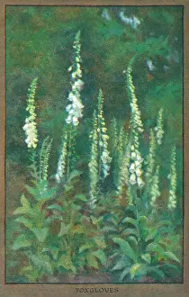 Foxglove: Flowers & Gardens