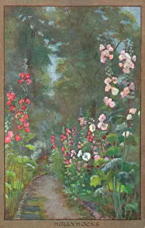 Hollyhocks: Flowers & Gardens