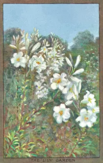 Barham: Flowers & Gardens