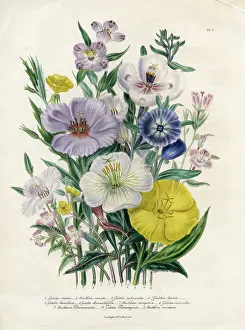 Rubicunda: Flowers - Godetias