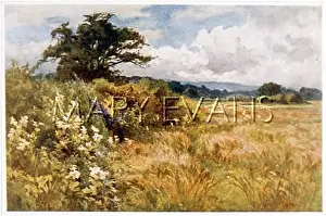 Hedgerow: FLOWERS IN HEDGEROW