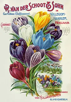 Classified: Flowers from Holland, advertising