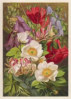 Woodbine: Flowers of July - August