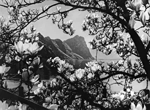 Lucerne: Flowers at the Lake Lucerne, 1934