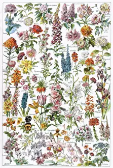 Begonia: Flowers - Larousse 1913