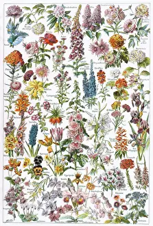 Begonia: Flowers - Larousse 1913