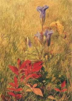 Goldenen: Flowers, Leaves, Grass