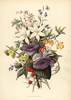 Elephantine: Flowers from Mahabaleshwar
