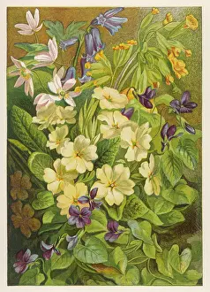 Woodruff: FLOWERS OF MARCH & APRIL