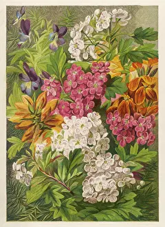 Furze: FLOWERS MAY & JUNE 1863