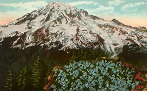 Fact: Flowers on Mount Rainier