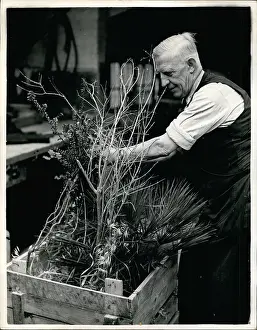 Unpacking: Flowers - Mountains - Nature - Plants - Trees