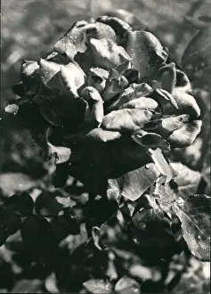 Prized: Flowers - Mountains - Nature - Plants - Trees
