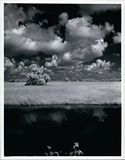 Everglades: Flowers - Mountains - Nature - Plants - Trees