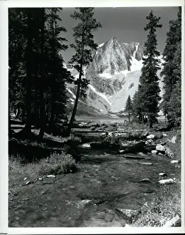 Anglers: Flowers - Mountains - Nature - Plants - Trees