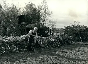 Fertile: Flowers - Mountains - Nature - Plants - Trees
