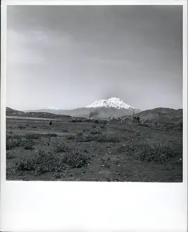 Chimborazo: Flowers - Mountains - Nature - Plants - Trees