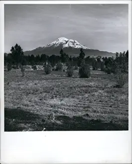 Chimborazo: Flowers - Mountains - Nature - Plants - Trees