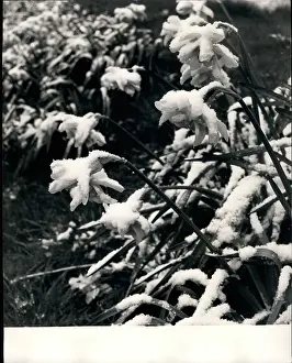 Snowfalls: Flowers - Mountains - Nature - Plants - Trees