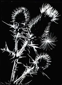 Wayside: Flowers - Mountains - Nature - Plants - Trees