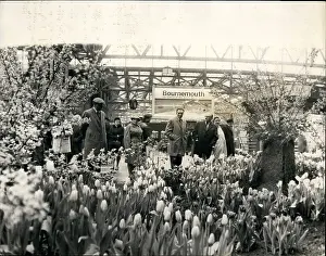 Bulbs: Flowers - Mountains - Nature - Plants - Trees