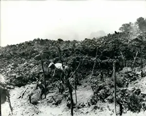Vineyards: Flowers - Mountains - Nature - Plants - Trees