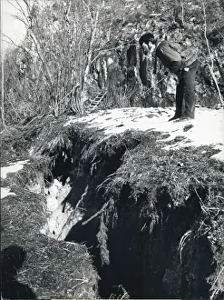 Landslip: Flowers - Mountains - Nature - Plants - Trees