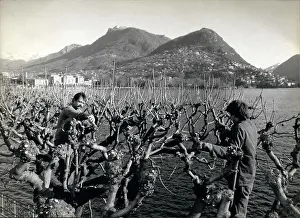Prune: Flowers - Mountains - Nature - Plants - Trees