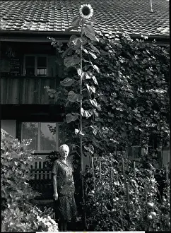 Schwab: Flowers - Mountains - Nature - Plants - Trees